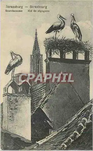 Cartes postales Strasbourg Nid de Cigognes