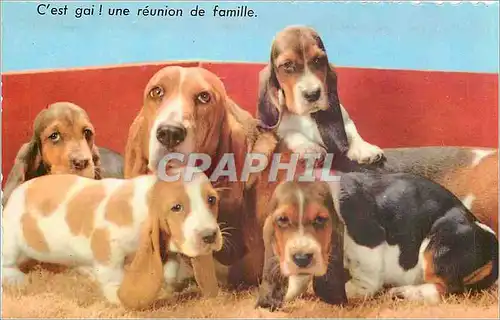 Moderne Karte C'est gai une reunion de famille Chiens