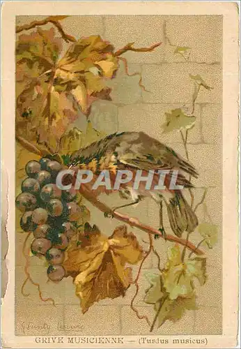 Cartes postales Grive Musicienne Turdus musicus