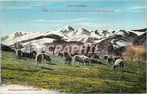 Cartes postales Les Pyrenees La Chaine des Pyrenees Paturages en Montagne Moutons