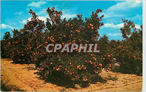 Cartes postales moderne Beautiful Orange Groves in Central Florida