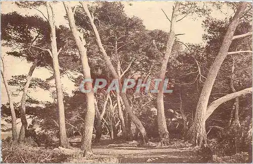 Ansichtskarte AK La Cote d'Azur Etude d'Arbres