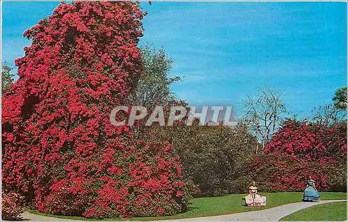 Moderne Karte A lovely display of Bougainvillea in Florida's beautiful Cypress Gardens