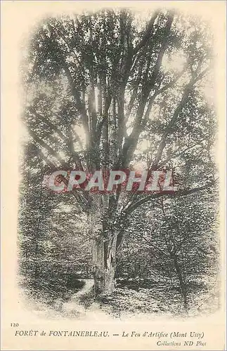 Cartes postales Foret de Fontainebleau La Feu d'Artifee