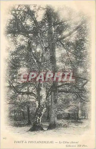 Cartes postales Foret de Fontainebleau La Cheue charme