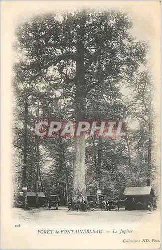 Cartes postales Foret de Fontainebleau Le Jupiter