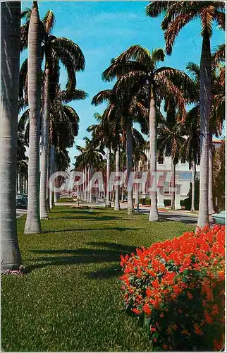 Cartes postales moderne Avenue of magnificent Royal Palms typical of the many beautiful thorofares throughaut Southern F