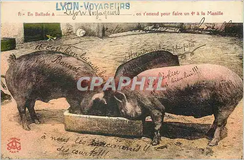 Cartes postales En Ballade a Lyon Voyageurs on t'attend pour faire un 4e a la Manille Cochons Porcs