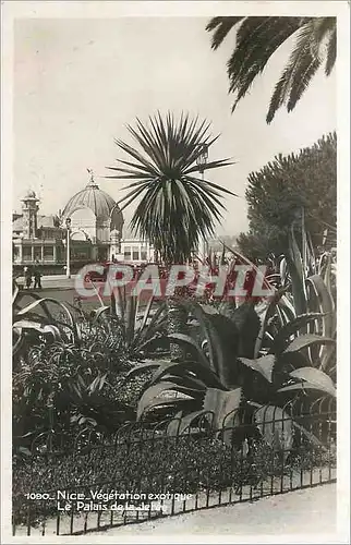 Cartes postales Nice Vegetation exotique Le Palais de la Jetee