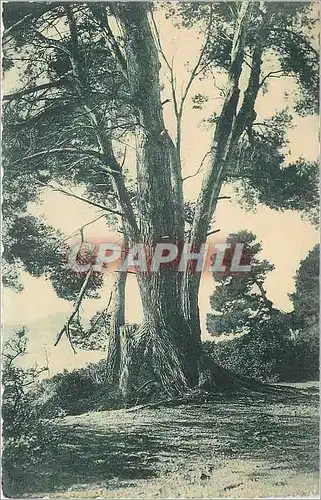 Ansichtskarte AK Les Arbres de la Cote d'Azur Pins aux Iles de Lerins