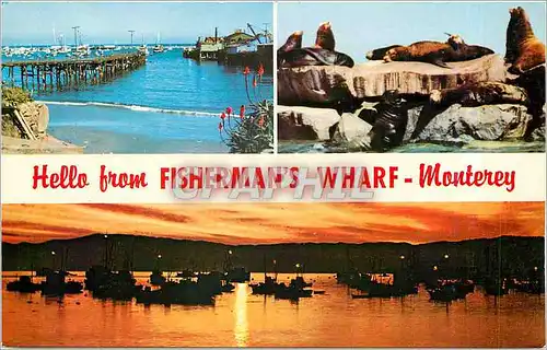 Moderne Karte Hello from Fishermans Wharf Monterey  Otaries