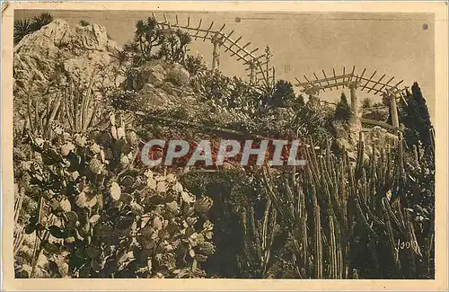 Cartes postales Monaco - Les Jardins Exotiques