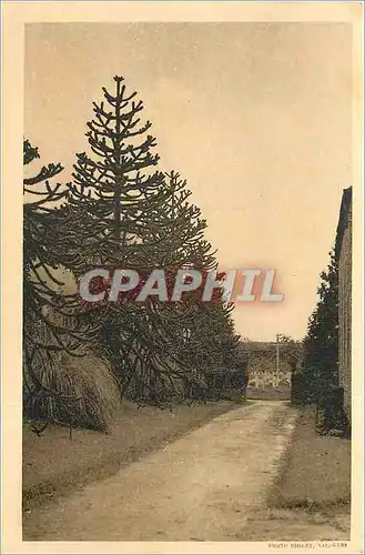 Cartes postales Abbaye Notre-Dame de Grace  -  Trappe des Bricquebec - L'Allee du Cimetiere qui mene au grand Do