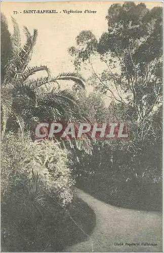 Cartes postales Saint-Raphael - vegetation d'hiver