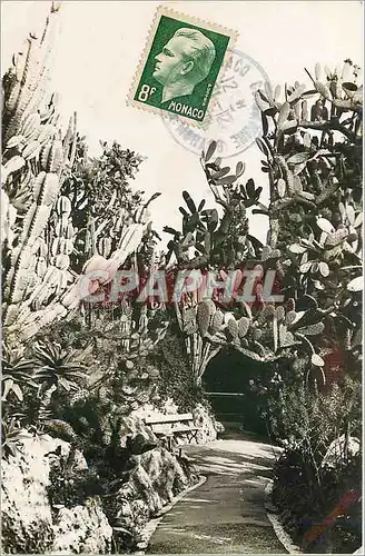 Cartes postales moderne Jardin Exotique de Monaco cereus paraguemis opuntia sulfurea nopalea divers aloes divers