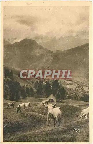 Cartes postales Les Pyrenees Paturage sur la Route du Col d'Aubisque Vaches