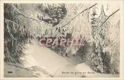 Cartes postales moderne Etude de givre en foret