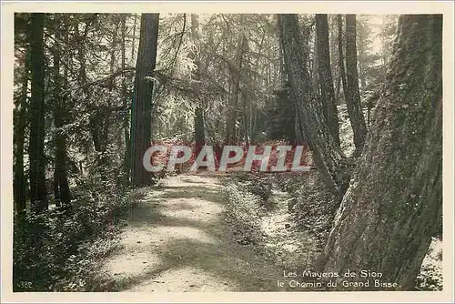 Cartes postales Les Mayens de Sion le Chemin du Grand Bisse