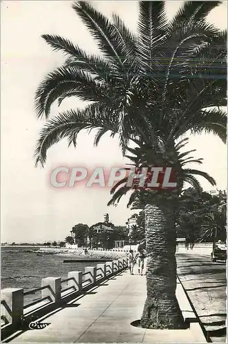 Cartes postales moderne Cote d'Azur St Raphael Var Boulevard Felix Martin