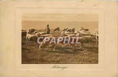 Cartes postales Paturage Berger Moutons