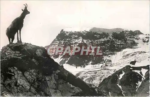 Moderne Karte Chamois dans l'Alpe