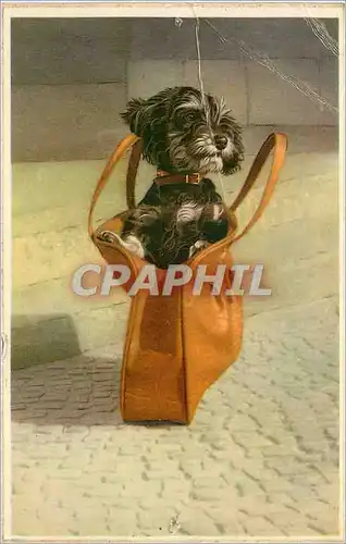 Cartes postales moderne Chien