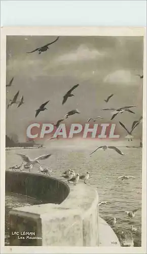 Cartes postales Lac Leman Les Mouettes