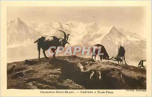 Cartes postales Chamonix Mont Blanc chevres a Plan-Praz