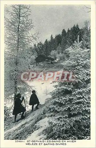 Cartes postales St-Gervais-les-Bains en hiver Meleze et sapins givres