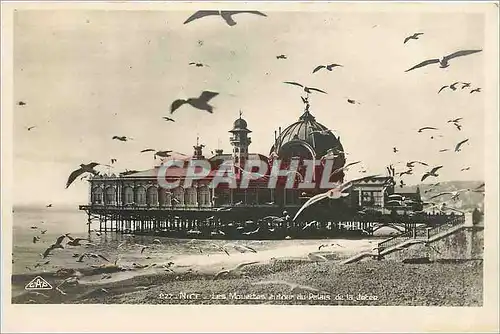 Cartes postales Nice les mouettes autour du Palais de la Jetee