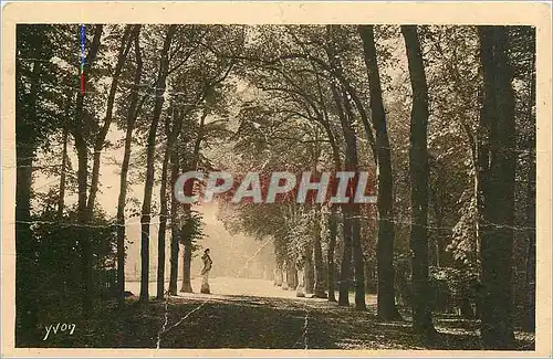 Cartes postales Versailles Splendeurs et Charmes de Versailles Allee de l'Ete