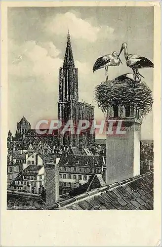 Cartes postales Strasbourg Les Cigognes