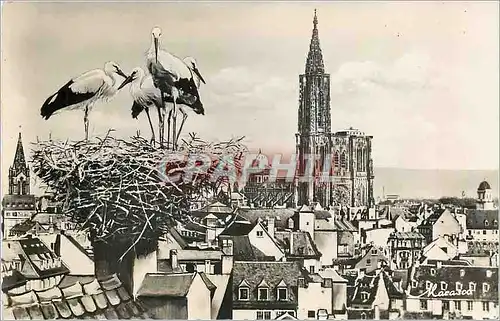 Cartes postales moderne Strasbourg Vue generale et le Nid de Cigognes