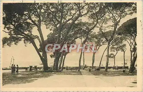 Cartes postales Juan les Pins La Pinede