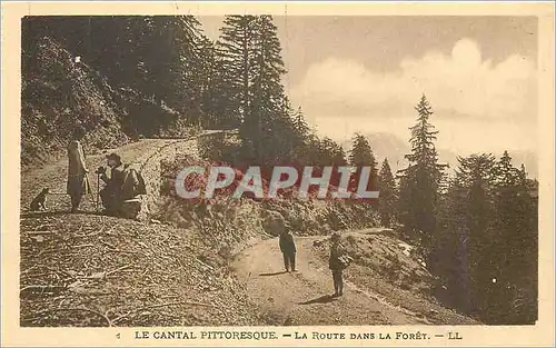 Cartes postales Le Cantal Pittoresque La Route dans la Foret