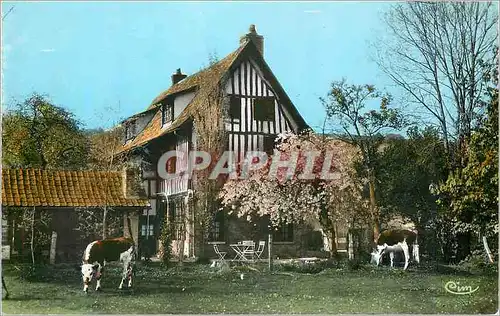 Cartes postales moderne Ma Normandie Paysage de printemps Vaches