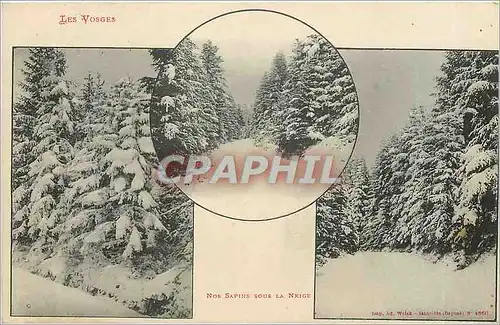 Cartes postales Les Vosges Nos Sapins Sous la Neige