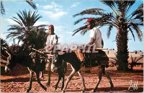 Moderne Karte ALGERIE PITTORESQUE Ane Mule