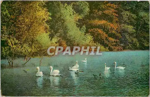 Cartes postales V�UX Cygnes