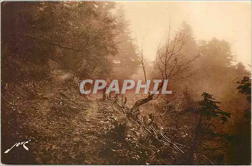 Cartes postales Luchon superbagneres er environs (H.Garonne)Sentieer de montgne  foret de superbgneres