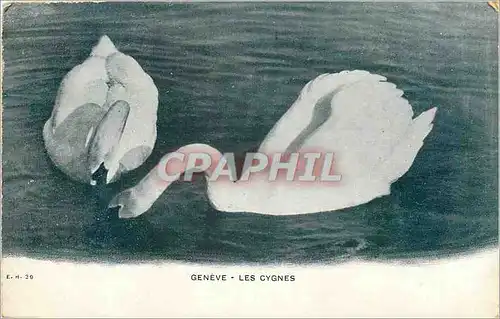 Cartes postales Geneve -Les cygnes