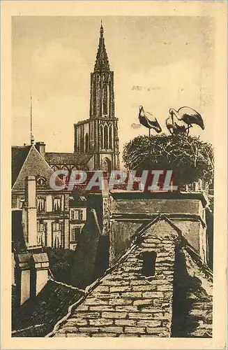 Cartes postales Strasbourg-nid de Cigognes