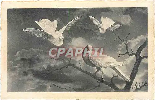 Cartes postales Oiseaux