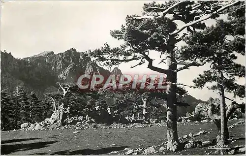 Cartes postales moderne Cole de bavella corse