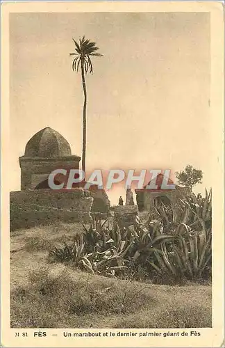 Cartes postales Fes Un Marabout et le dernier palmier geant de Fes