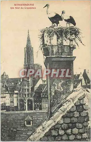 Cartes postales Strasbourg Un Nid de Cigognes