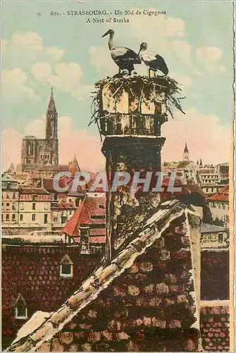 Cartes postales Strasbourg Un Nid de Cigognes