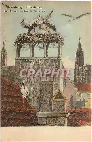 Cartes postales Strasbourg Nid de Cigognes