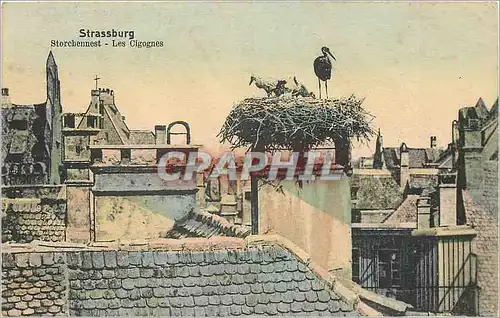 Cartes postales Strassburg Storchennest Les Cigognes