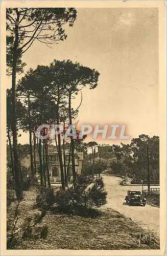 Cartes postales La baule les Pins Loire inf une vue de la foret